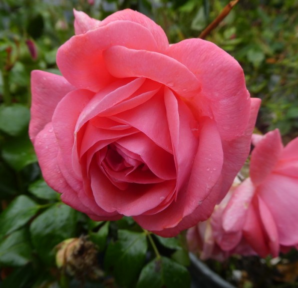  'Special Anniversary' (Спешіал Аневерсері))