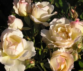 Cristalyne ( Кристалін )