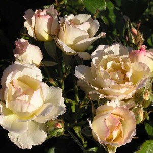 Cristalyne ( Кристалін )