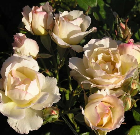 Cristalyne ( Кристалін ) Cristalyne ( Кристалін )