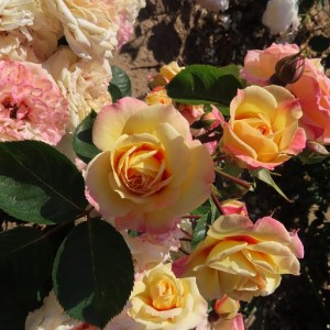 'Little Lucy' (Літл Люсі)