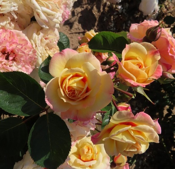 'Little Lucy' (Літл Люсі)