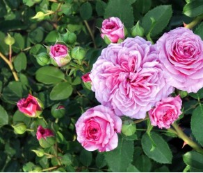 'Pink Flamingo' Пінк Фламінго