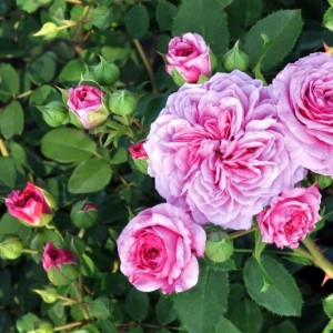  'Pink Flamingo' Пінк Фламінго