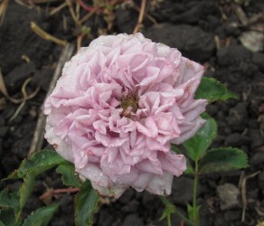 Blue Romanesque (Блю Романеско)