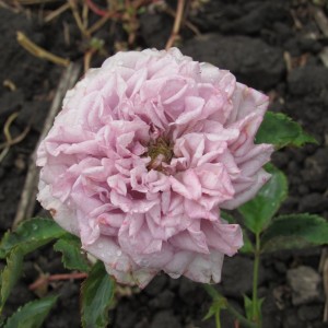 Blue Romanesque (Блю Романеско)