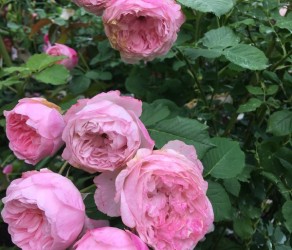 «Мер Кастербріджа» (The Mayor of Casterbridge)