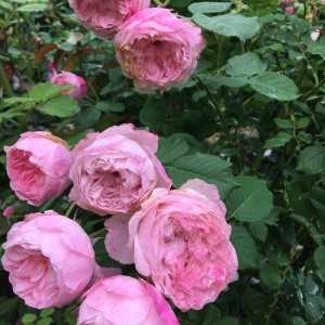 «Мер Кастербріджа» (The Mayor of Casterbridge)