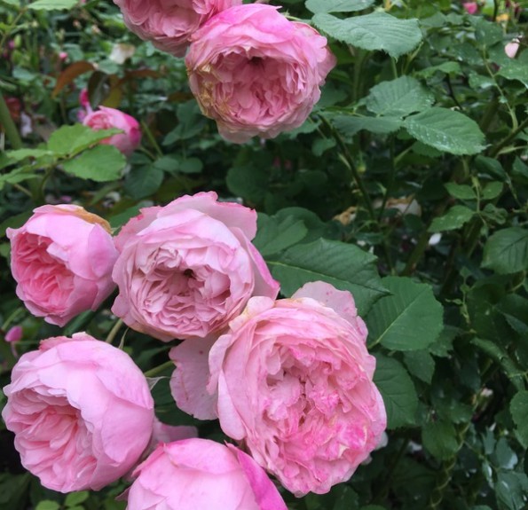 «Мер Кастербріджа» (The Mayor of Casterbridge) «Мер Кастербріджа» (The Mayor of Casterbridge)