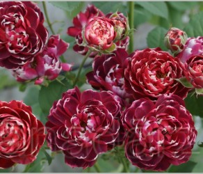 Bonkers (Бонкерс)