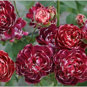 Bonkers (Бонкерс)