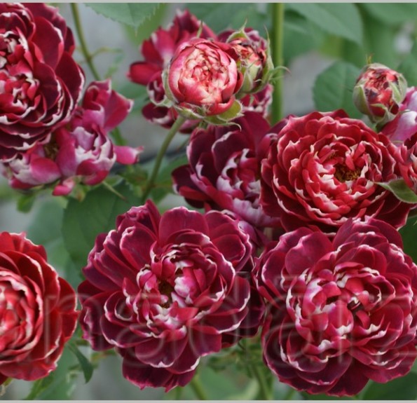 Bonkers (Бонкерс) Bonkers (Бонкерс)