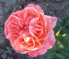 Julie (Джулія)