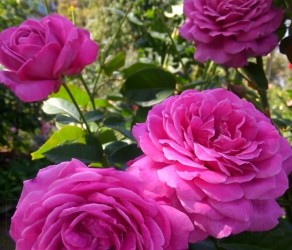 Sourire De Perigueux (Сурір де Періге)