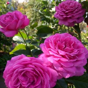 Sourire De Perigueux (Сурір де Періге)