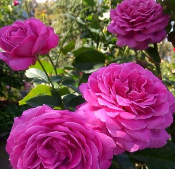 Sourire De Perigueux (Сурір де Періге) Sourire De Perigueux (Сурір де Періге)