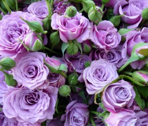 Перпл Симфоні (Purple Symfony)