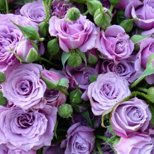 Перпл Симфоні (Purple Symfony)