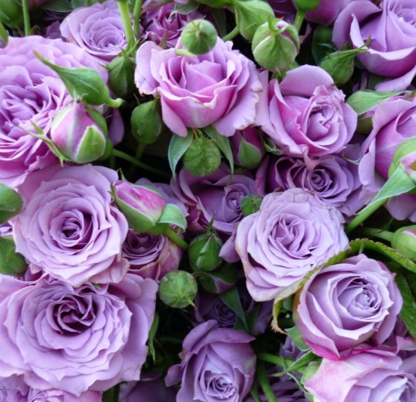 Перпл Симфоні (Purple Symfony)