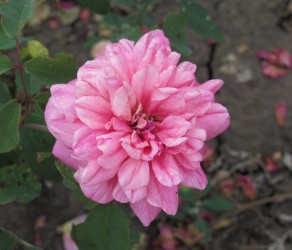 Архідюк Жозеф (Archiduc Joseph)