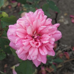 Архідюк Жозеф (Archiduc Joseph)