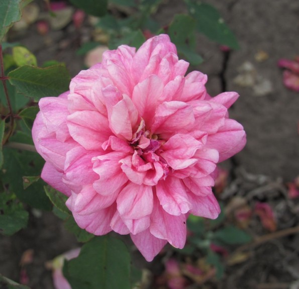 Архідюк Жозеф (Archiduc Joseph)