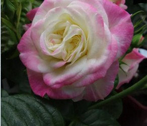 'Helen' (Хелен)