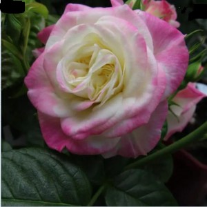 'Helen' (Хелен)