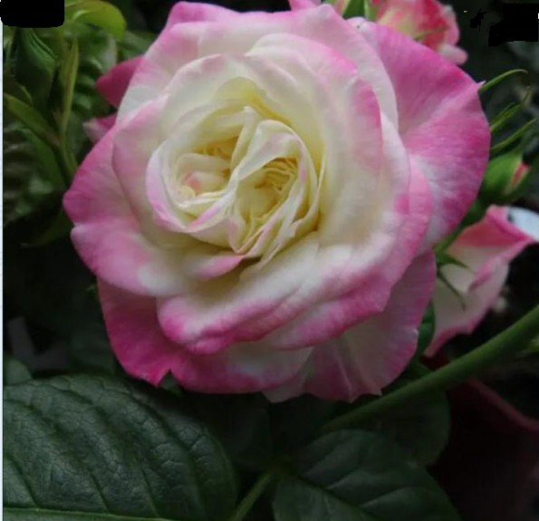 'Helen' (Хелен)