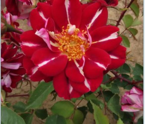 'Andrew' (Ендрю)