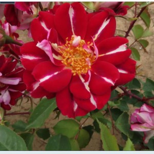 'Andrew' (Ендрю)