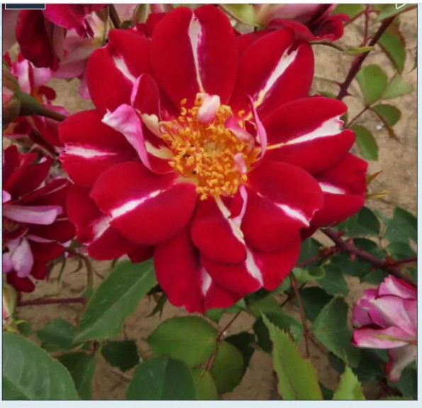 'Andrew' (Ендрю)