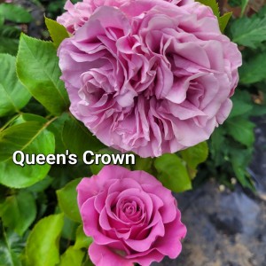  QUEENS CROWN (Квінс Кроун)