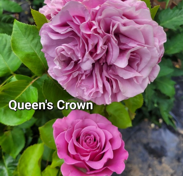  QUEENS CROWN (Квінс Кроун)