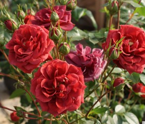 'Chocolate Drop' (Шоколад Дроуп)