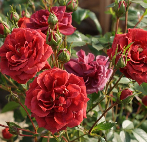 'Chocolate Drop' (Шоколад Дроуп) 