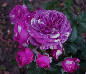 Scented Jewel (Сцентід Джовел)