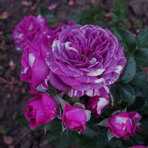 Scented Jewel (Сцентід Джовел)
