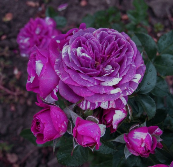 Scented Jewel (Сцентід Джовел)