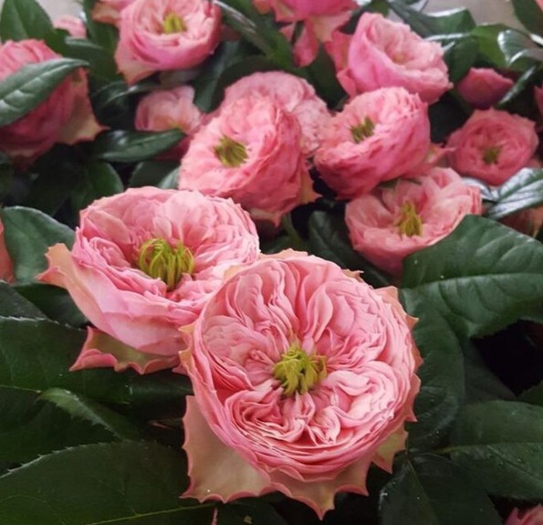 'Northanger Abbey' (Нортенгерське абатство)