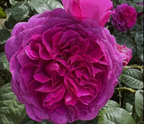 Timeless Purple (Таймлес Пурпур)