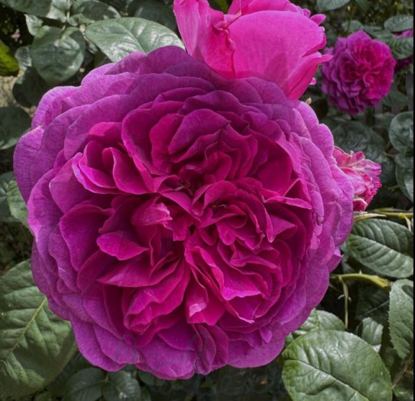 Timeless Purple (Таймлес Пурпур)