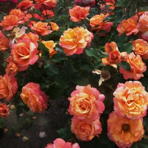 Френезі (Frenesie)