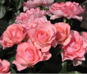  Жардін де Франс (Jardins de France)