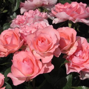  Жардін де Франс (Jardins de France)