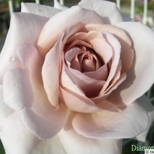 Троянда Diamond Grey (Даймонд Грей)