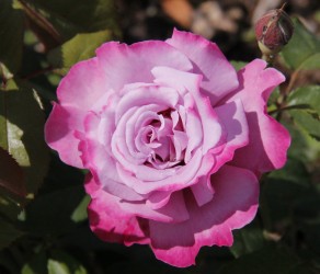 Ametista (Аметиста)