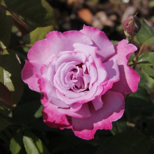 Ametista (Аметиста)