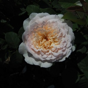 Емілі Бронте (Emily Bronte)