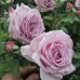 Rose Esther (Естер)